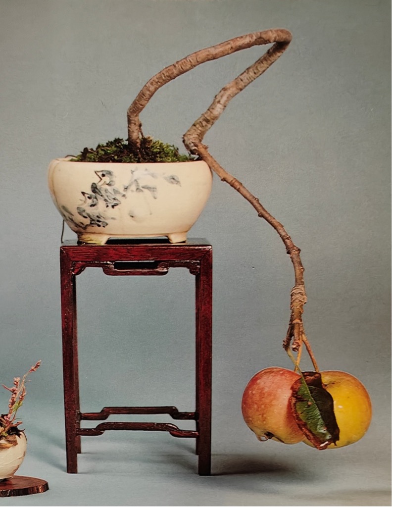 Zen.nl, Zen, meditatie, leren mediteren, bubbels, Rients Ristskes, introductiecursus, denkmodel, Leer denken wat je wilt denken, concentratie, nachtrust, emoties, herinneringen, bonsai, geduld, bloeien